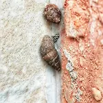 Lejlighed Barkoca Es Szepkilatas Vendeghaz /
